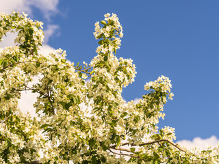 White blossoming apple trees in the sunset light. Spring season, spring colors.