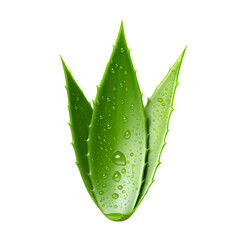 Fresh Aloe Vera Leaves with Water Droplets, PNG