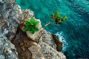 Life clings to the side of a steep rocky cliff a lone plant thriving in the crack overlooking the...
