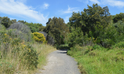 Fototapeta premium A walking trail at Bombo on the South Coast of NSW, Australia.