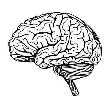 Human brain side view Isolated vector illustration. brain doodle