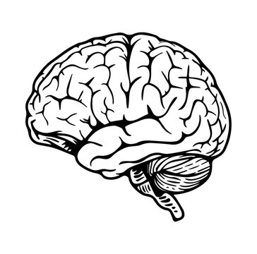 Human brain side view Isolated vector illustration. brain doodle