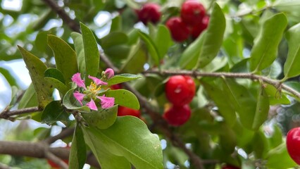Acerola cherry on tree and flower in bloom, selective focus.