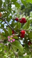 Acerola cherry on tree and flower in bloom, selective focus.
