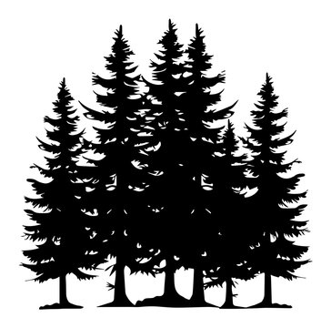 pine trees and forest silhouettes