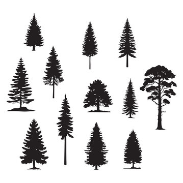 set of  pine tree silhouettes on white