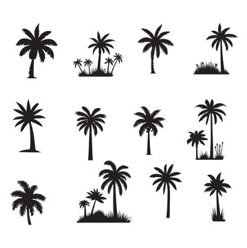 set of palm trees silhouettes on white