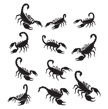 set of scorpion silhouettes on white