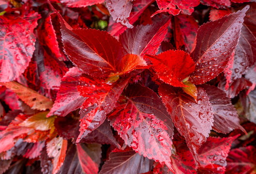 Brilliant red leaves of an Acalypha wilkesiana, or copperleaf plant in a tropical garden
