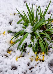 641-16 Daffodil Snow - 756912747
