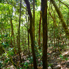 Nature of Langkawi island in Malaysia. Mountains and jungle