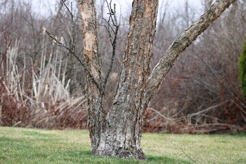 Fototapeta premium Trunk tree and branch