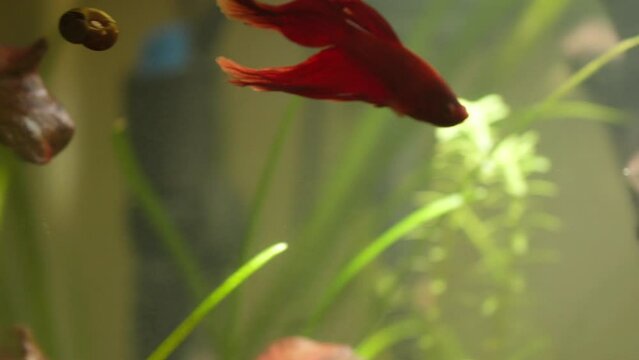 Betta Fish and Swordtail Fish Living Compatibly in Same Tank