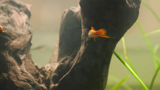 Neon Swordtail Cleaning Algae off of Driftwood