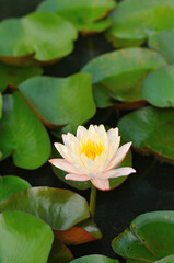 A Blossoming Water Lily