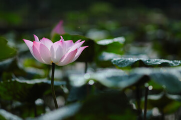 Obraz premium A Large Pink Lotus in a Pond