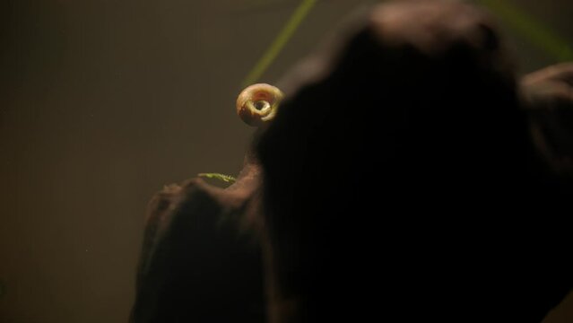 Bladder Snail Eating Algae off of Driftwood in FishTank