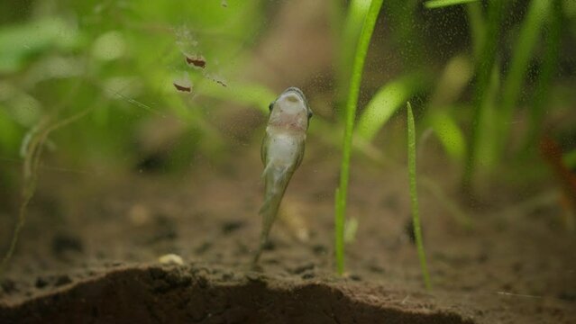Otocinclus Catfish Algae Eater Fish Eating Debris on Walls of Planted Aquarium Tank