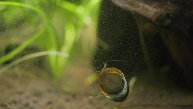 Close up of Snail Eating Algae in Fish Tank Dirty Water