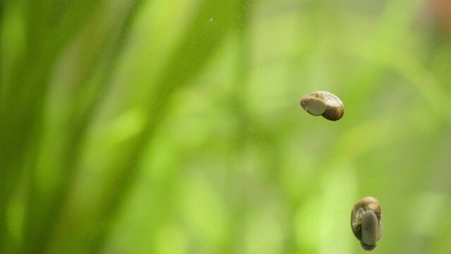 Bladder Snails in Fish Tank, Snails Eating Algae in Fish Aquarium Planted Green Plants