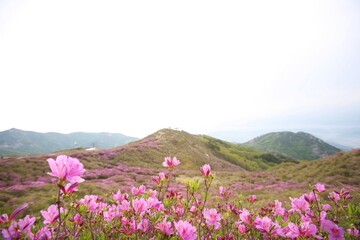 Obraz premium 황매산 철쭉