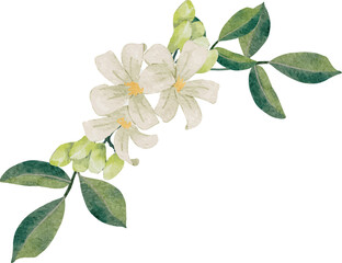 watercolor white murraya orange jasmine flower bouquet wreath frame