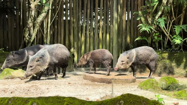 Group Of Collared Peccaries Walking Around In Zoo Park. Sideways Shot