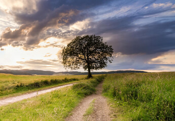 Lonely tree on a meadow at sunset with dramatic sky