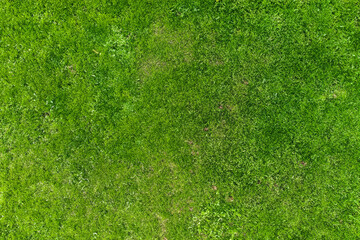 Green grass texture background. Top view of fresh green grass texture.