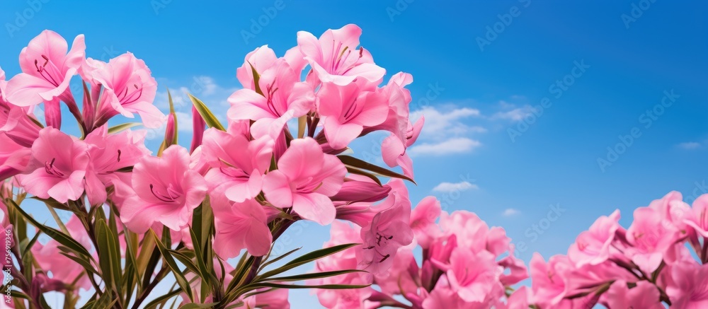 Sticker A cluster of pink flowers blooming under a clear blue sky, creating a harmonious contrast in the natural landscape. The petals stand out against the backdrop of a few scattered white clouds