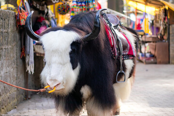 yak in the street