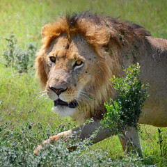 lion hunting in the grassland