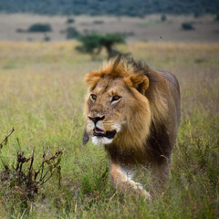 lion hunting in the grassland