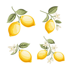 Set of differents lemones branch on white background.