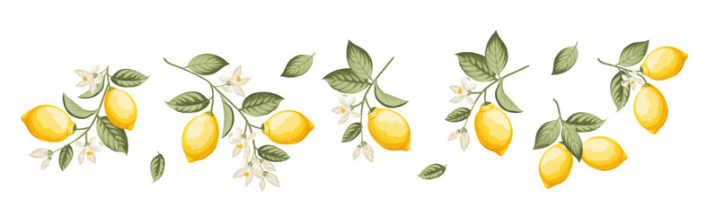 Set of different lemon branches on white background