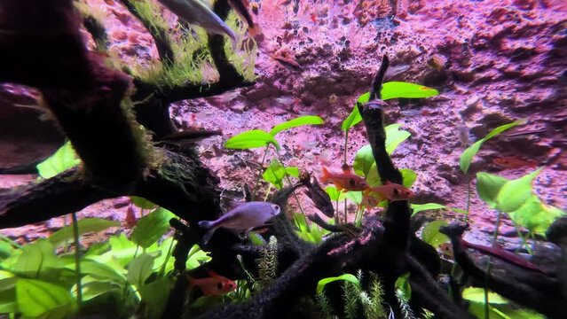 Neon Tetras Swimming Inside The Aquarium Tank. Close-up Shot
