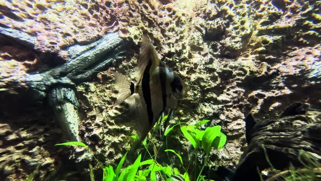 Altum Angelfish In Aquarium. Pterophyllum Altum. closeup shot