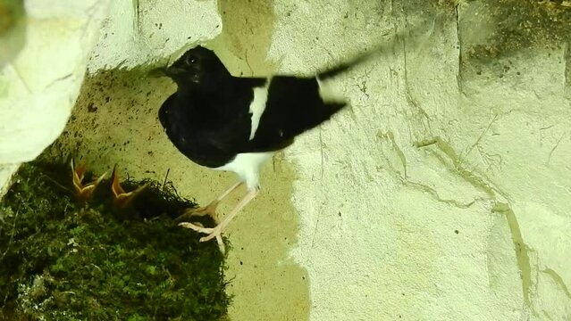 White-crowned forktail giving food to her babies on the nest