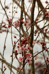 Cherry blossoms in spring