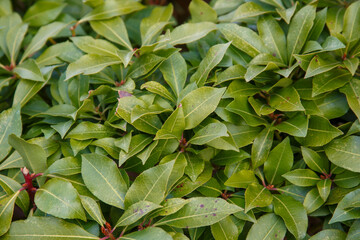 Fototapeta premium green leaves background