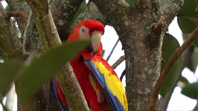Close up shot of a scarlet macaw, ara macao perched on the fork of the tree, preening and grooming its feathers, bird species suffered from local extinction due to capture for illegal parrot trade.