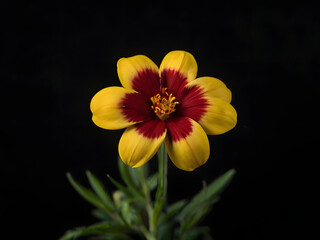 branch of red and yellow flowers in black background