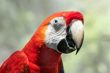 close up of a parrot