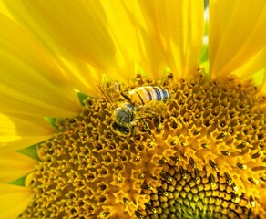 bee on sunflower - obrazy, fototapety, plakaty