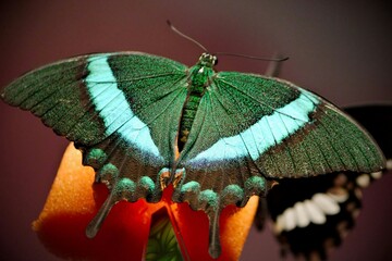 butterfly on leaf