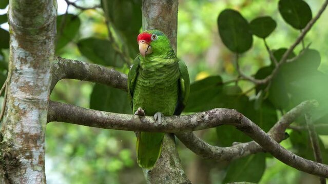 Red-crowned amazon, amazona viridigenalis perched on branch amidst a forest, preening and grooming its wing feathers, scratching head with its foot claw, close up shot of an endangered bird species.