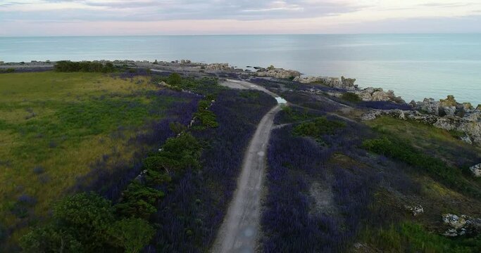 Blueweed (Bl&aring;eld) Bloom at Holmh&auml;llar, Gotland: Summer Flowers and Sea Stacks (Raukar)