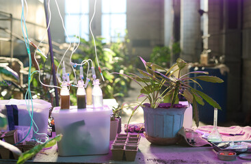 No people shot of houseplant in pot, bottles with liquids and tubes for experiment on table in...