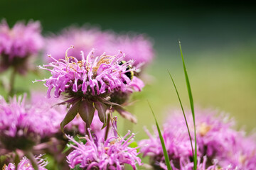 Bumblebee on a purple mint flower.