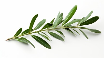Fototapeta premium Olive branch with leaves portrayed in isolation against a white backdrop.